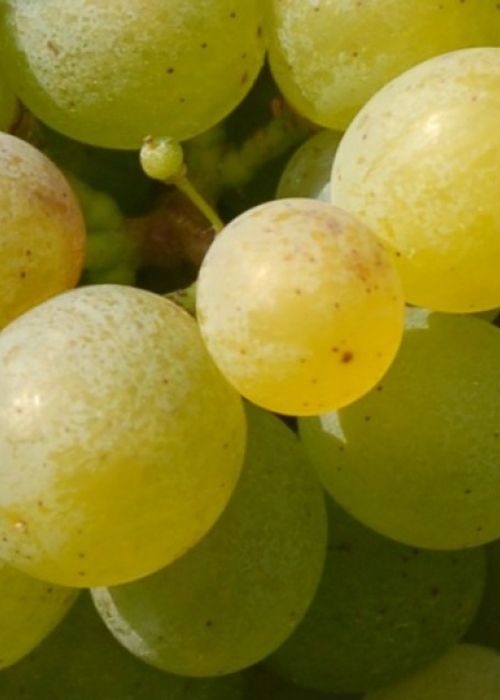 Gruener Veltliner ANT 0673b